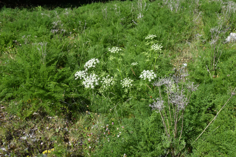 Coristospermum cuneifolium, specie endemica presente nel Lazio, in Abruzzo e nel Molise